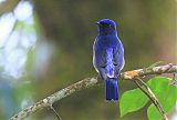 Rufous-bellied Niltava